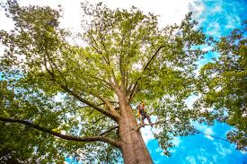 Best Seasonal Cleanup  in Indian River Shores, FL